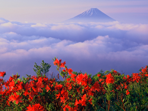 甘利山のつつじ