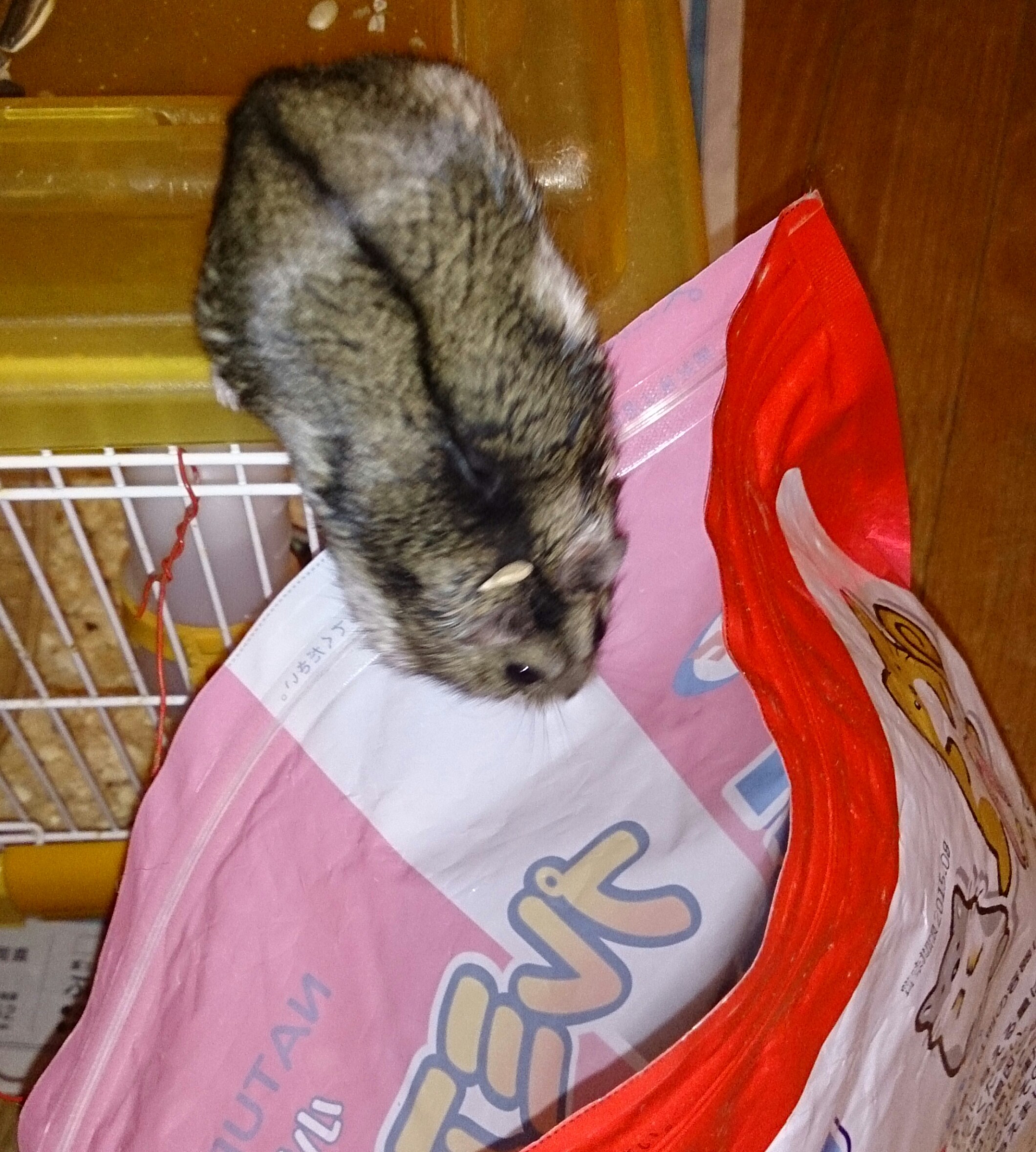 ダイブ