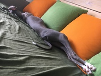 熟睡中