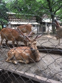 三嶋大社の鹿