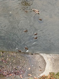 カルガモ親子