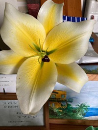 大きなユリの花