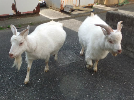 急げっ!急げっ!