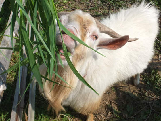 ニヤケ顔が止まらない