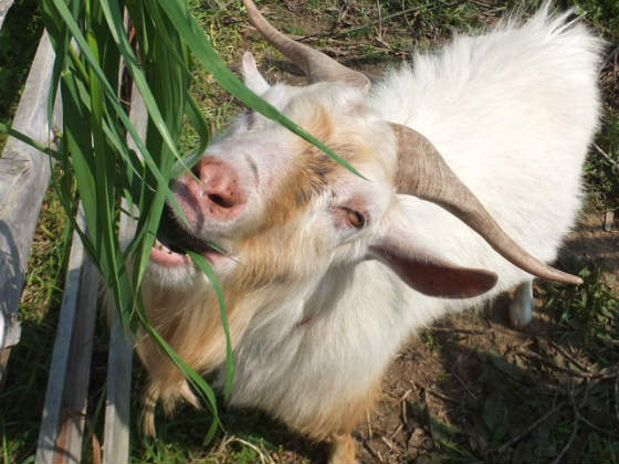ニヤケ顔が止まらない
