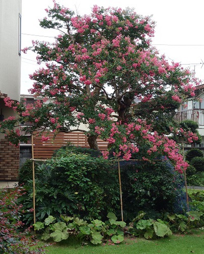 百日紅♪