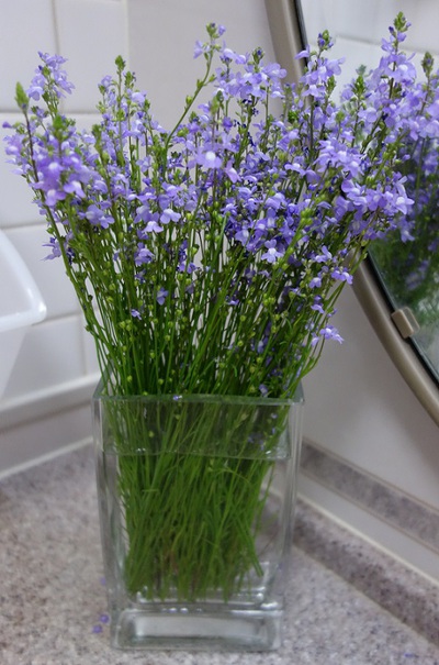 なんという名のお花？