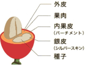コーヒーの実♪
