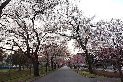 富士宮北高の桜並木（早朝）♪