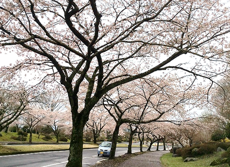 富士桜自然墓地公園の桜♪