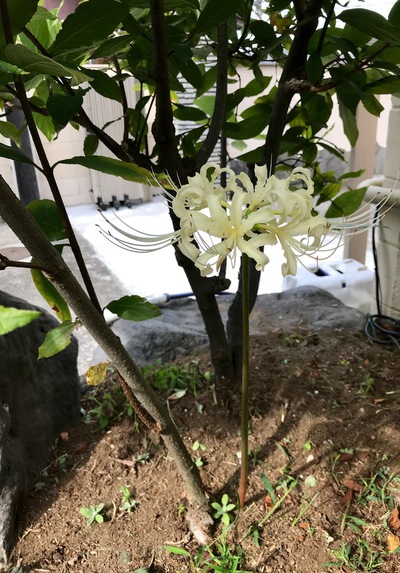 白い彼岸花♪