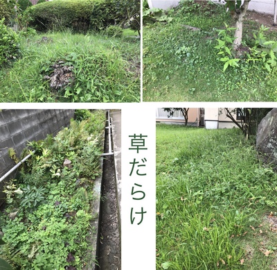 我が家は草だらけ♪
