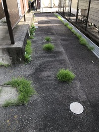 きれいになったでしょう♪