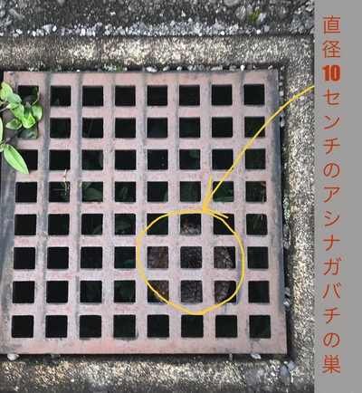 アシナガバチの巣♪