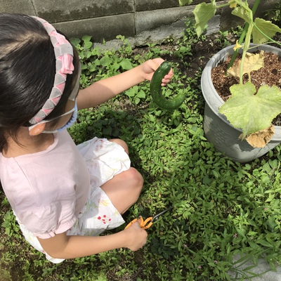きゅうり♪