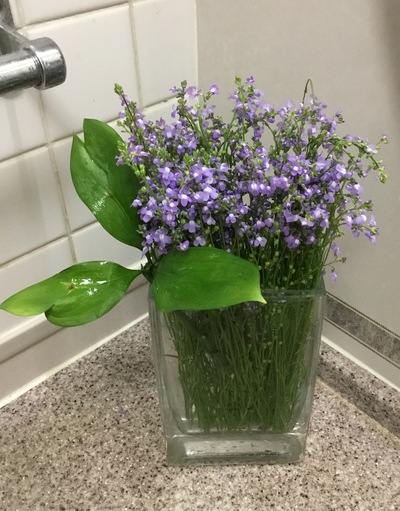 可愛い小花(雑草)♪