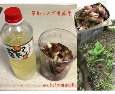 みょうがの甘酢漬♪