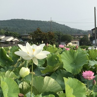 ハスの花