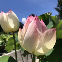 大切な亡き人と話す