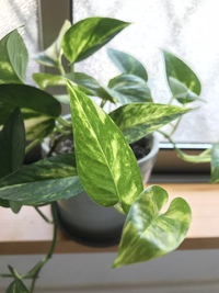 植物のストレス