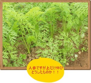 育ってますヽ(^o^)丿