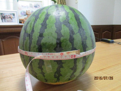 83㎝でした★
