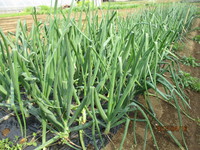 夏野菜　植えました★