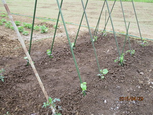 夏野菜　植えました★