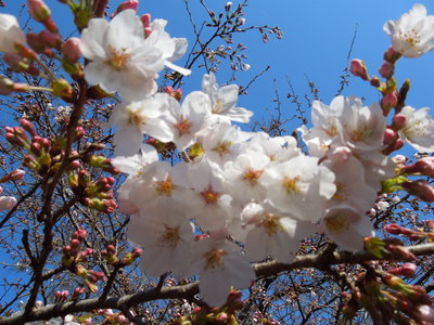 末広カントリーの桜