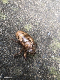 本日は曇