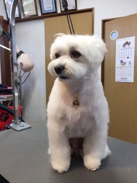【日常】愛犬の日常