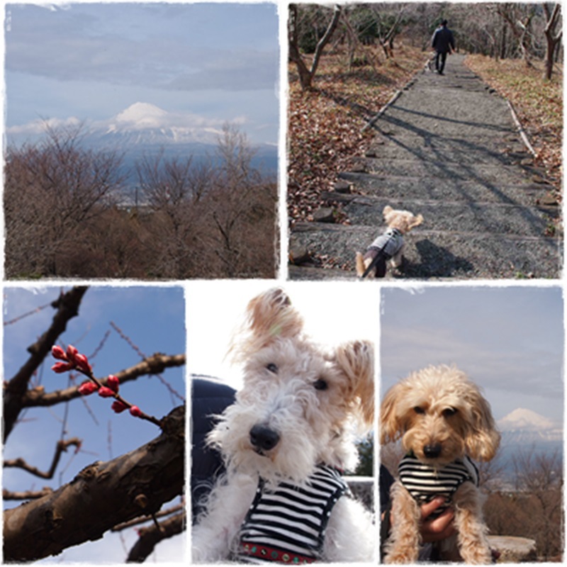 富士市・岩本山公園