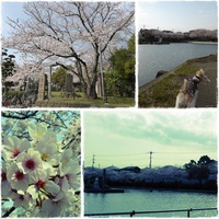 丸池の桜。