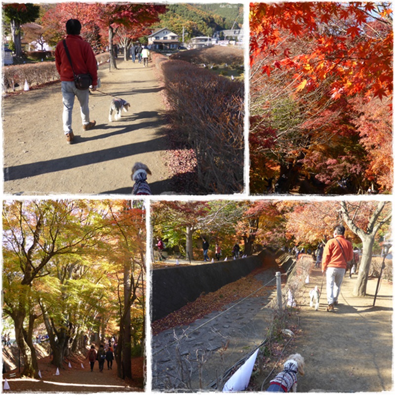 河口湖・紅葉まつり