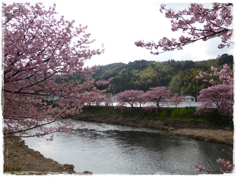 河津町・河津桜まつり