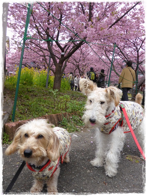 河津町・河津桜まつり