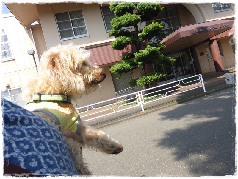 日本大学動物病院へ。