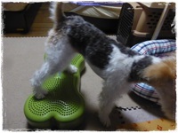 わんこのバランスボール、その後。 2015/08/24 23:58:00