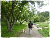 修善寺・修善寺自然公園　もみじ林 2015/08/25 23:45:00