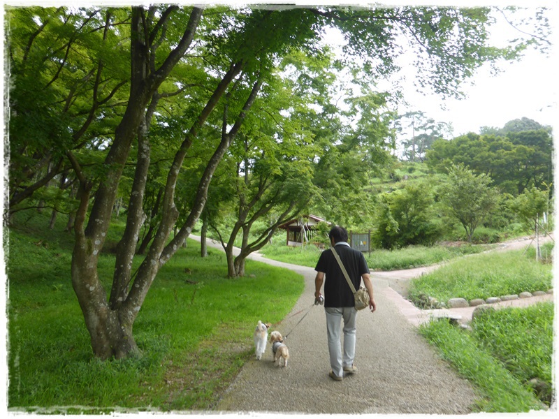 修善寺・修善寺自然公園　もみじ林