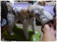 わんこのバランスボール、ついに！ 2015/08/27 23:18:32