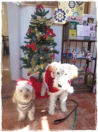 メリークリスマス！ 2015/12/24 23:09:00