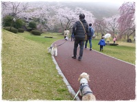 伊東市・さくらの里