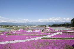 長野県　伊那市　芝桜