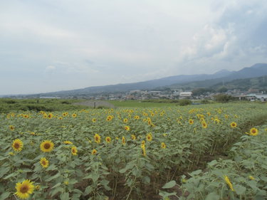 ひまわり畑。咲き始め。