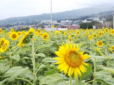 浮島ひまわりらんど