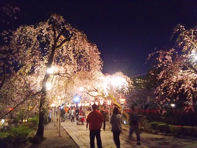 夜桜見物(三島大社）