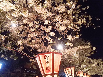 夜桜見物(三島大社）