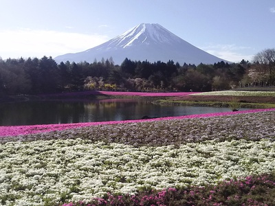 本栖湖　芝桜公園