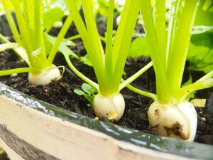 家庭菜園の小カブも取れ始めました